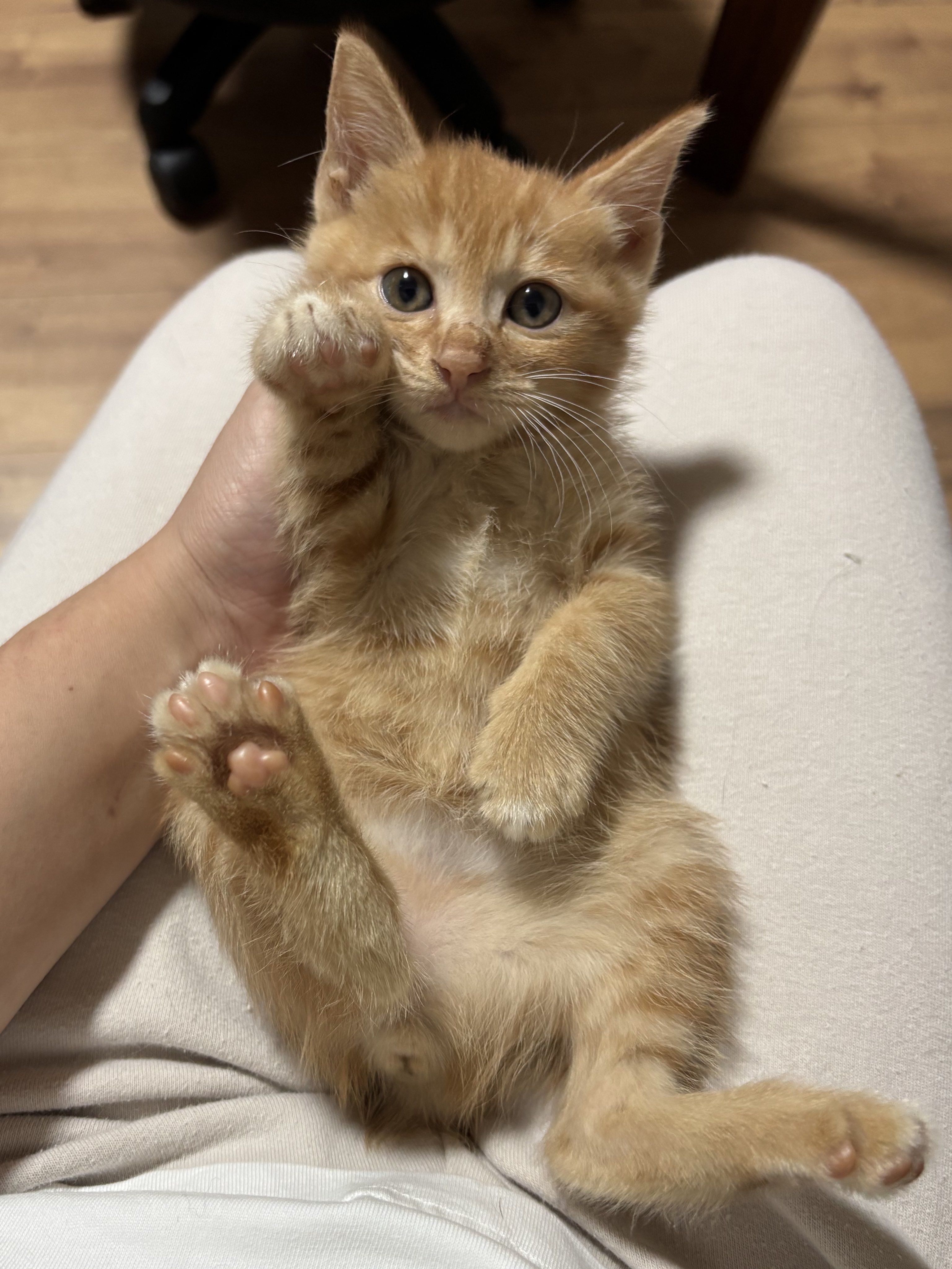 さくらねこ🌸地域猫活動🌸 on X: 