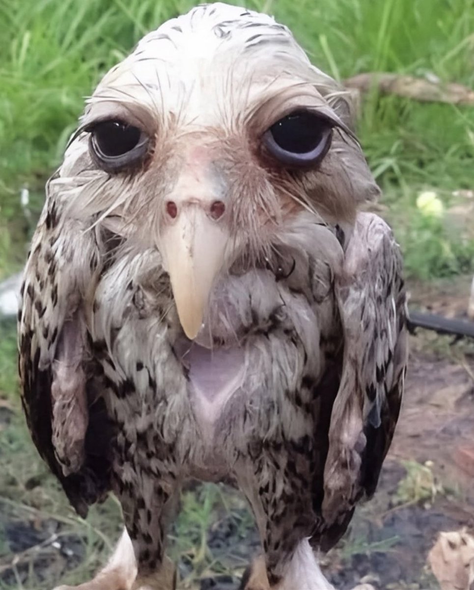 johnmike tweet media