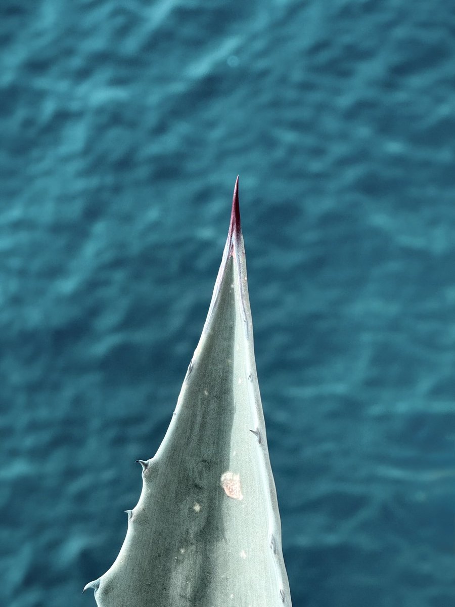 Alonein43672278's tweet image. #photography #plant #sea