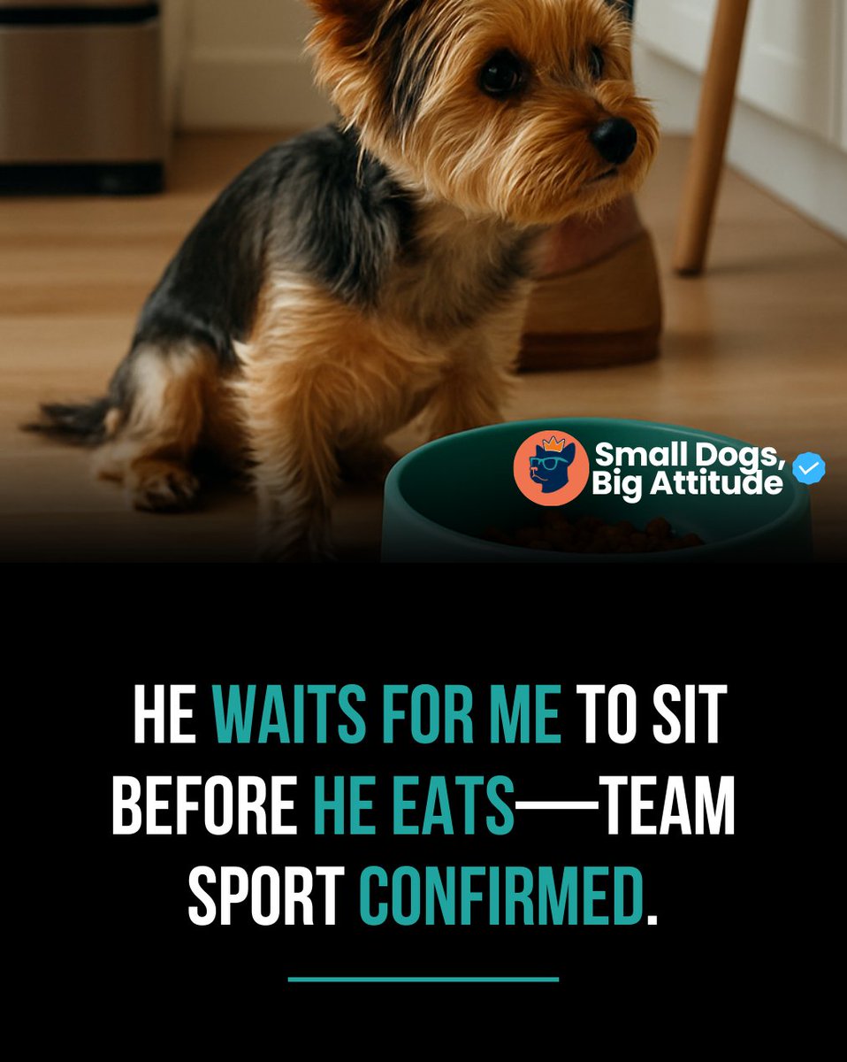 SmlDogs_BigAtti's tweet image. Dinner is a team sport. #Relatable #DogRoutine #SmallDogLife