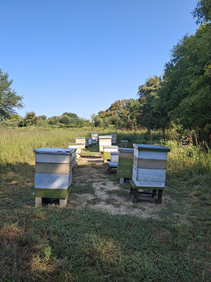 dianaog_4's tweet image. Save the  🐝🪻#bees #beefarm