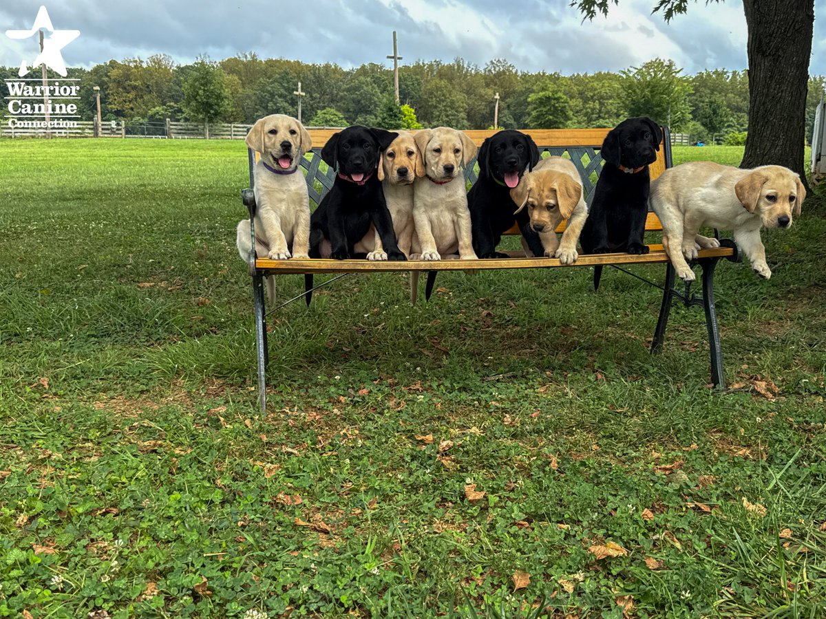 WarriorCanineCn's tweet photo. #BenchShot Alert! Check out the bench photo and the outtakes for TA x Bane SEGD!
#FurTheLoveOfVeterans https://t.co/uJYIXfh3Ws