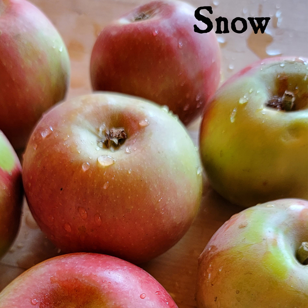 RileysFarm1776's tweet photo. U-Pick!

We're picking some nice heirlooms this Saturday 10 AM - 5 PM, the "Snow" Apple and "Maiden Blush."  (See graphic for details.)

We also have TWO LIVE BANDS (the Marvels at the Packing Shed, Stone Pantry English fiddles at the tavern), tomahawk, archery, candle-dipping, barbecue tri-tip and chicken, great food at the Colonial Tavern, fine beer, wine, hard and sweet cider.  It's been a tough week.  Get out in the open air and visit with us!

#RileysFarm #OakGlen #Apples #SnowApple #MaidenBlushApple #GlenSeedling #Cider #HardCider #Barbecue #LiveMusic #TheMarvels #StonePantryPreserves #JusticeForCharlie #AmericaTheBeautiful #FamilyMemory #Sunshine #CelebrateWithNormalPeople