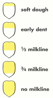 Frost concerns in corn? For a quick answer, refer to the table here, or visit our website for blog post on fall frosts in corn. But first, know your crop staging and if there is ANY green left on the leaves at or below the ear. 

mbcropalliance.ca/blog/agronomy-… 
#AskOurAgronomists