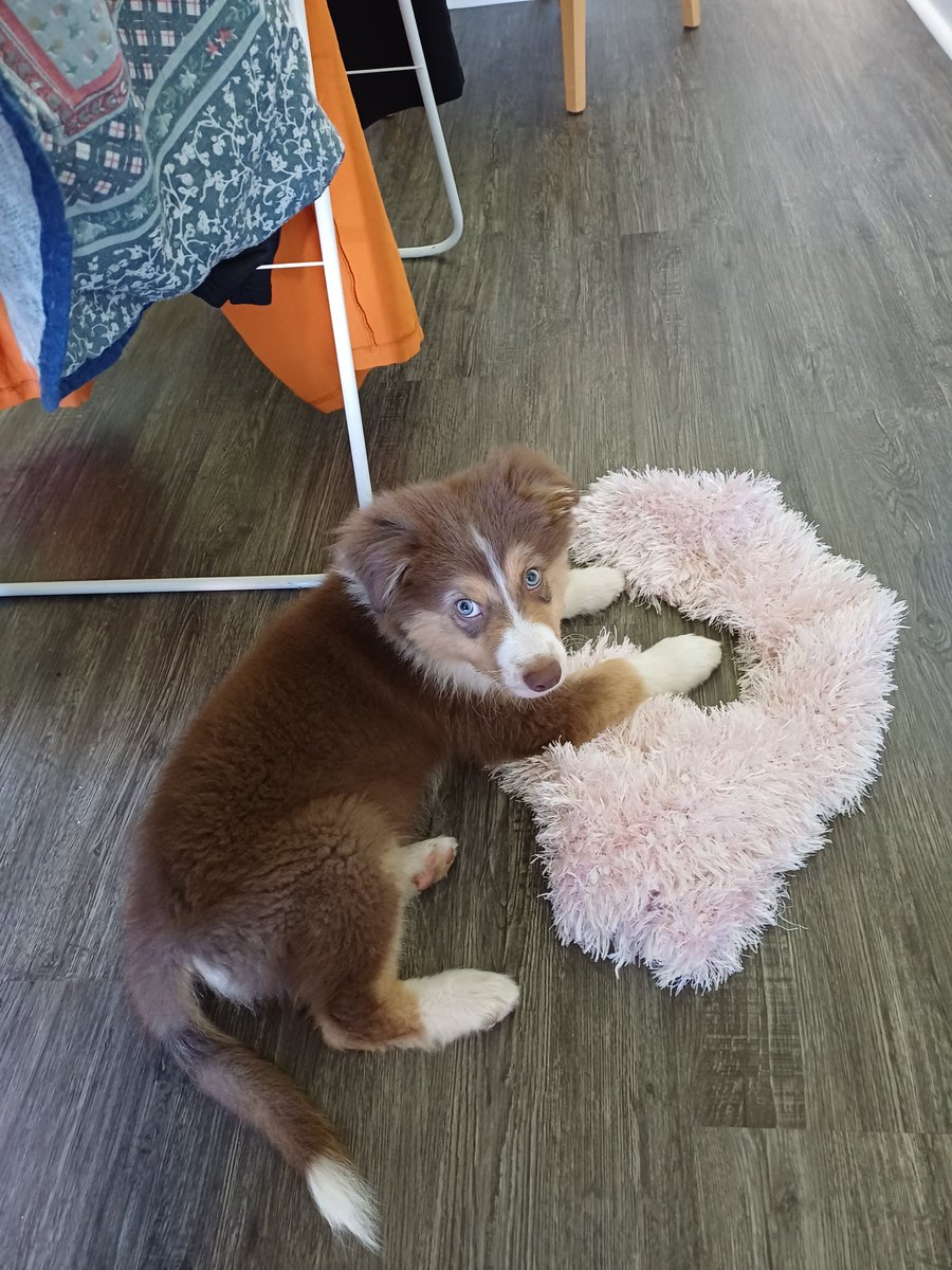 Il l'a pas vraiment fait tomber... elle était juste trop proche du sol