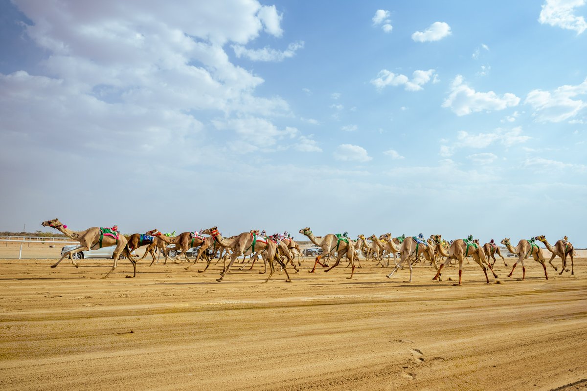 مهرجان ولي العهد للهجن tweet media