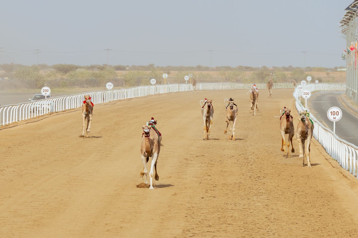 مهرجان ولي العهد للهجن tweet media
