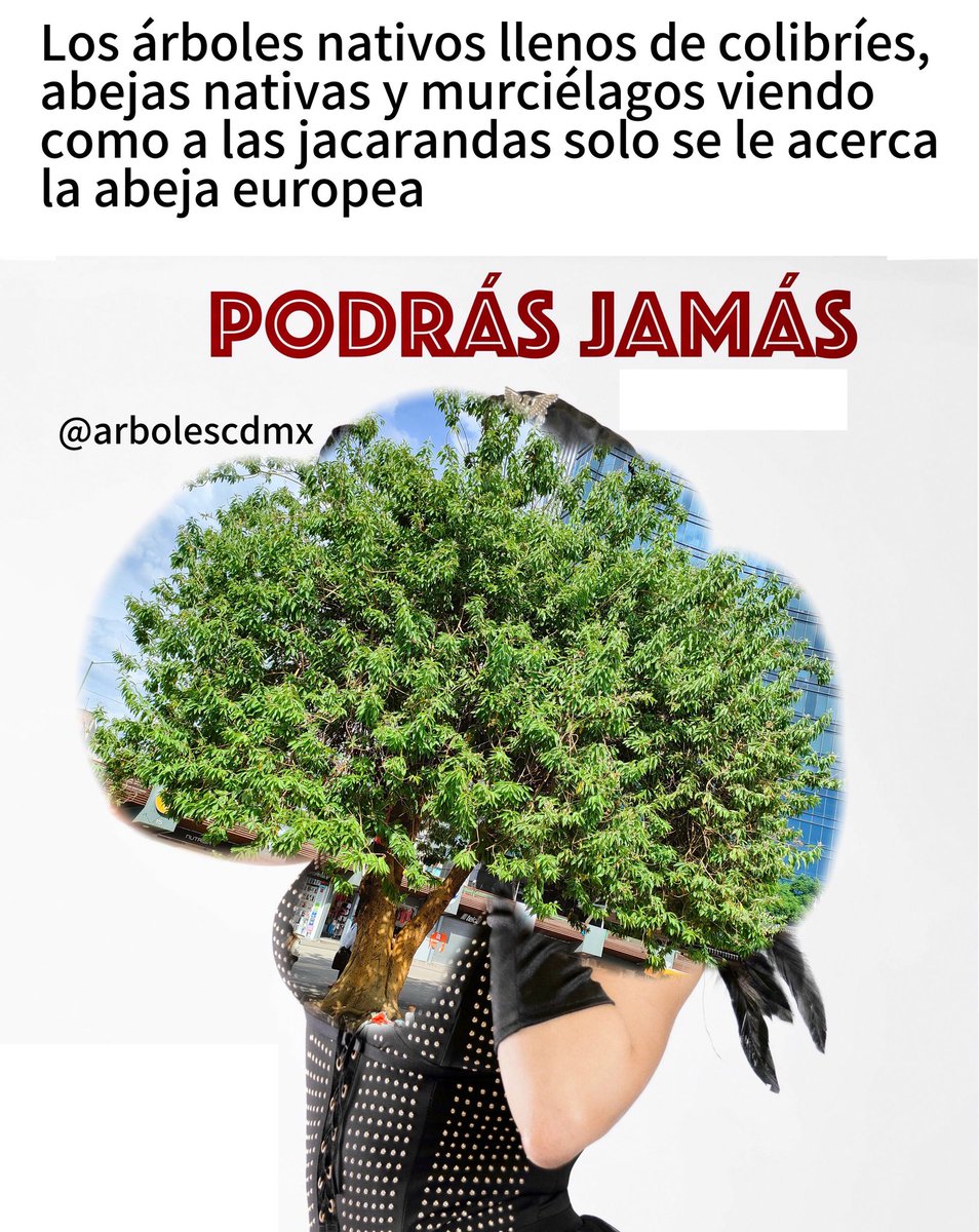 🍉 Árboles de la Ciudad de México 🍉 (@arbolescdmx) on Twitter photo Los cazahuates: Podrás? Jamás 🥰
Las jacarandas: A poko cy? Mami 💅🏾 Los cazahuates: Podrás? Jamás 🥰
Las jacarandas: A poko cy? Mami 💅🏾