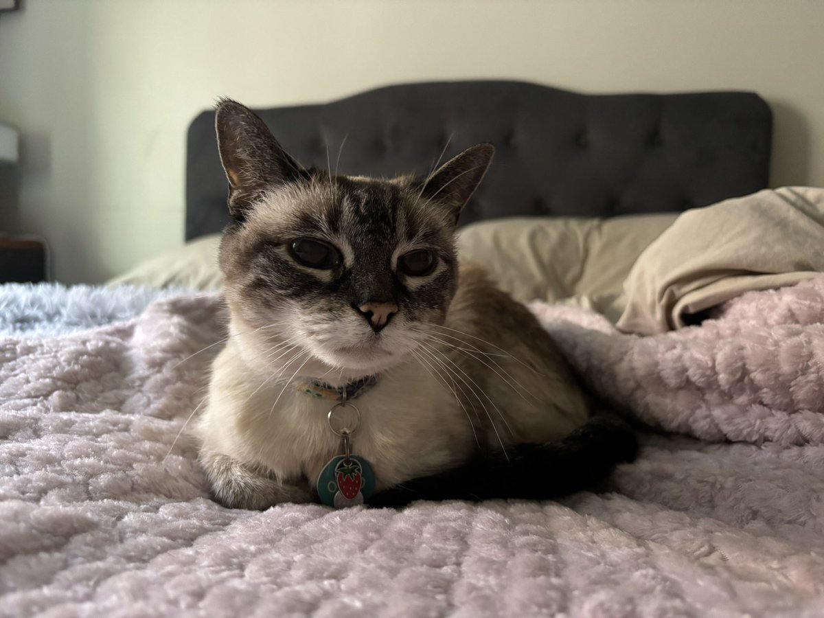 estherbeancat's tweet photo. i’m like if an Bed bug was cute :) https://t.co/ekqBomuvDb
