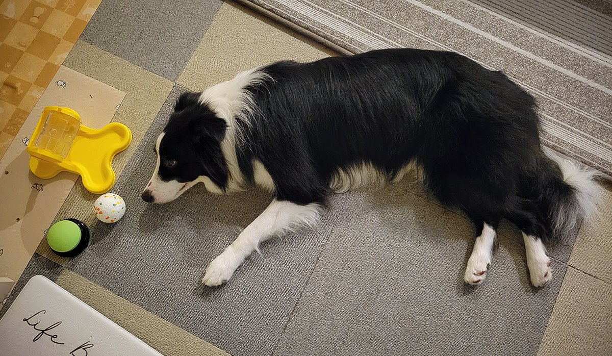 今日もお疲れ様でした。
🐺ワタチはクルクル回して疲れたので、今日はもう寝ます💤