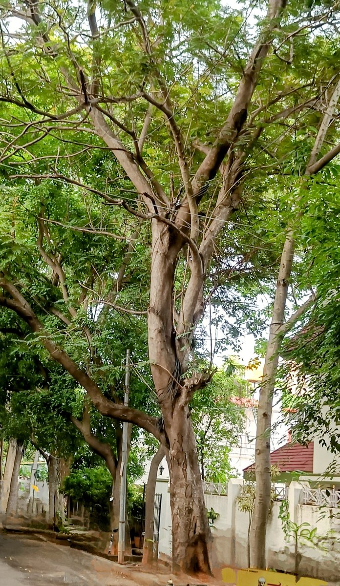 Bingo_mk's tweet image. #TreeFriends #TreeClub #TreeTime🌳🪾
@Theme_pic_India