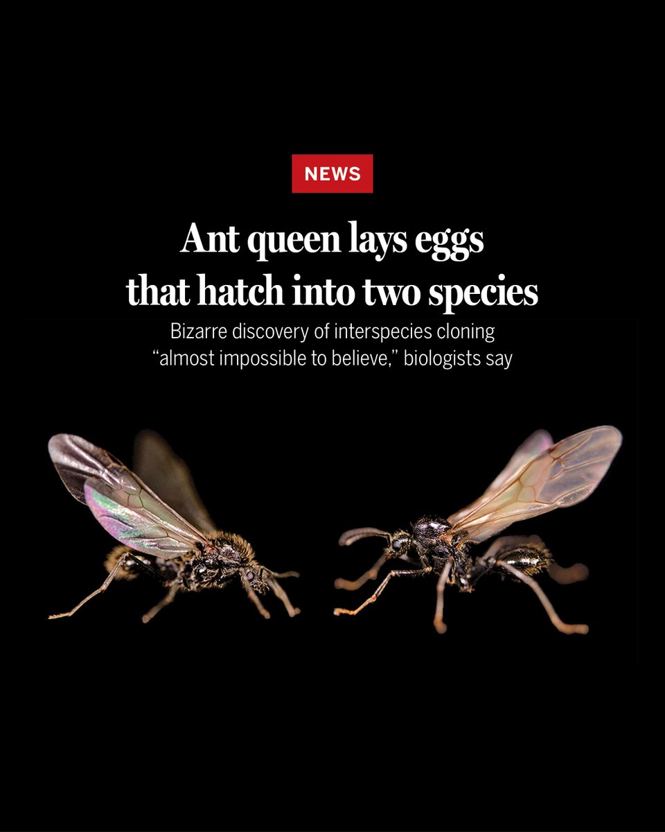 Science Magazine (@sciencemagazine) on Twitter photo Iberian harvester ants are the only known organism that propagates two species by itself, according to new research.
Learn more: scim.ag/463AjWb <a href="/NewsfromScience/">News from Science</a> Iberian harvester ants are the only known organism that propagates two species by itself, according to new research.
Learn more: scim.ag/463AjWb <a href="/NewsfromScience/">News from Science</a>