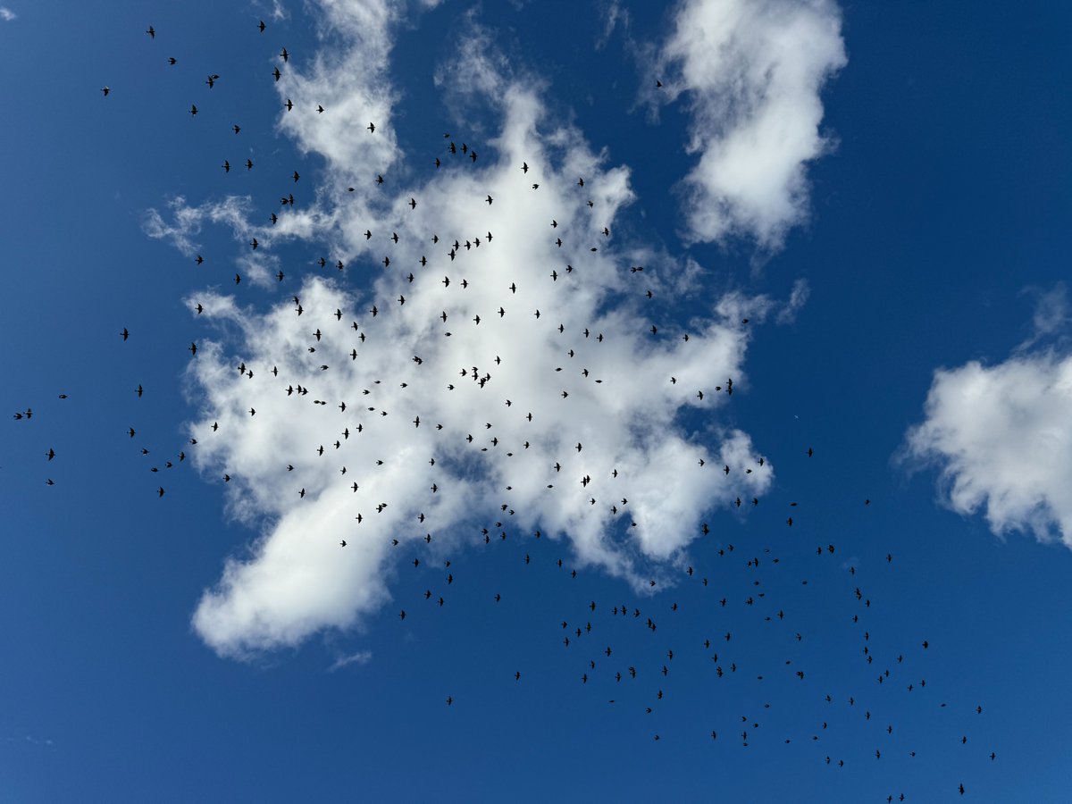hochblau's tweet photo. Ich nutze den vorerst letzten Sonnentag für ein Runde frische Luft und Natur und nehme euch mit: Wolken türmen sich vor blauem Himmel. Ein Traktor bearbeitet gerade eines der Felder. Ein Vogelschwarm zieht über mir vorbei. Die Streuobstwiese entlang des Wegs hängt voller Äpfel. https://t.co/eUxpRYiizw