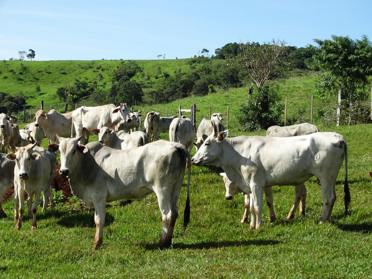 GUIAGROPECUARIA's tweet photo. GuiAgropecuaria, estar al día, es estar informado.
El Campo es la Solución 🌽🐄🚜
La Ganadería: El Corazón Económico del Campo Colombiano
Leer en 👇
https://t.co/sNsS2Hxagi
#elcampoeslasolución
#guiagropecuaria
#vidarural
#noticiasagro
#agromundo https://t.co/L680jMv19h