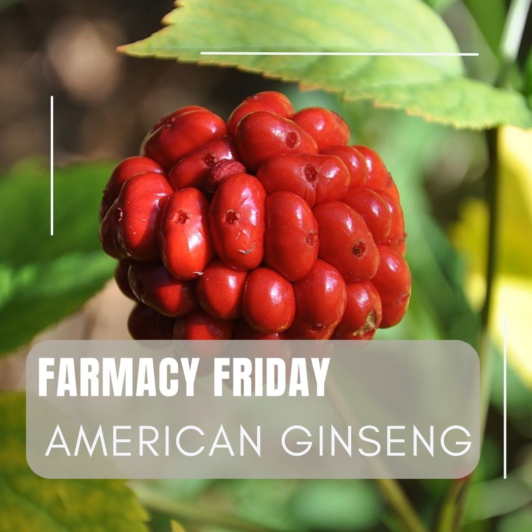 American Ginseng, also known as Panax quinquefolius, is a natural powerhouse, supporting breath, circulation, and immune health. It’s a time-honored remedy with deep roots in wellness traditions. 

Photo By Drginseng - Own work, CC BY-SA 3.0, commons.wikimedia.org/w/index.php?cu…