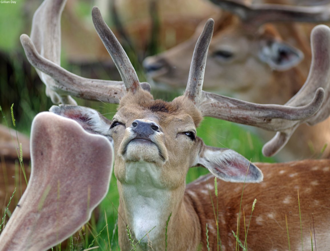 The Wildlife Trusts tweet media