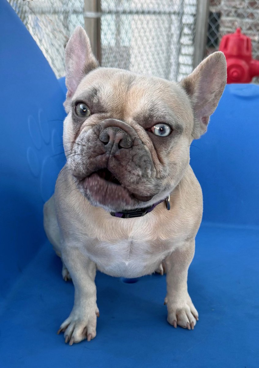 Introducing…The Marvelous Miss Mabel, our 2 ½-year-old #Frenchie. Sadly her owner passed away, but she is adjusting &amp; responding to the love &amp; attention she is receiving. At 26 lbs, this one green/one blue eyed beauty is ready to review adoption applications

#frenchbulldog #dog