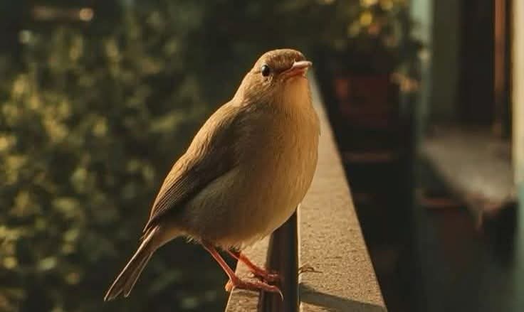 الطُّيور لا تَنسى النَوافذ الَّتي نثَرت لها القَمح♡