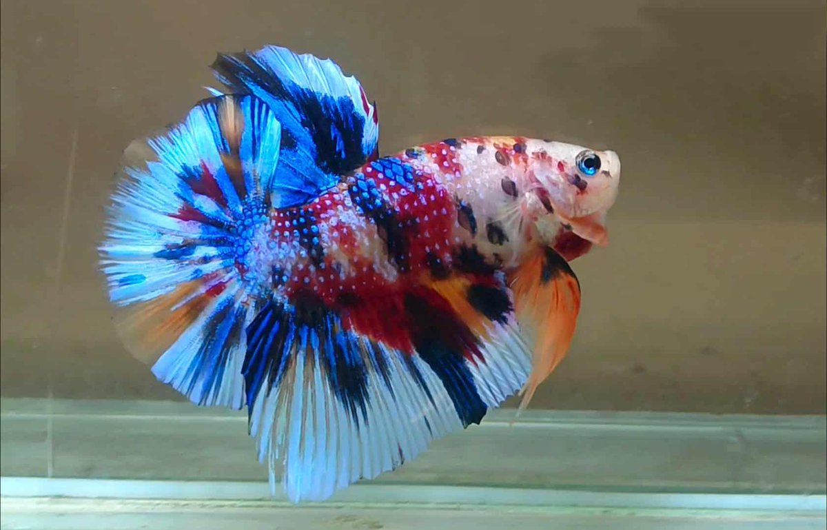 ag_rosso's tweet image. いよいよ明日12時OPEN

ベタ完全復活です🎉🎉🎉
200匹の極上ベタがタイより着弾して皆様をお待ちしております♪

ベタもビカクシダも盛りだくさんです😊

#ベタ
#ROSSO
#ビカクシダ