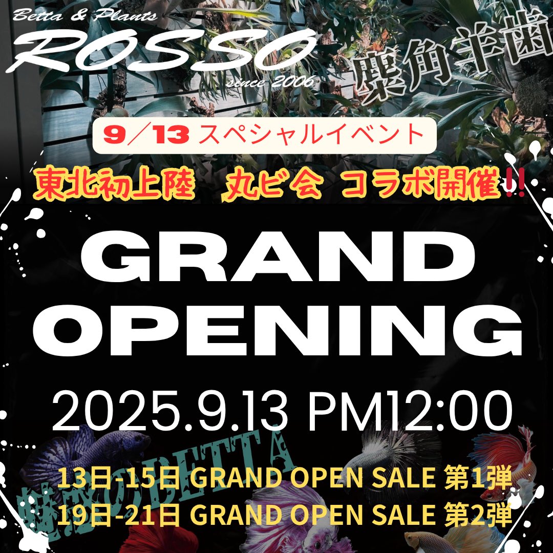 ag_rosso's tweet image. いよいよ明日12時OPEN

ベタ完全復活です🎉🎉🎉
200匹の極上ベタがタイより着弾して皆様をお待ちしております♪

ベタもビカクシダも盛りだくさんです😊

#ベタ
#ROSSO
#ビカクシダ
