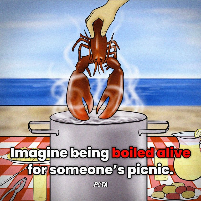 A lobster’s life is just as valuable to them as yours is to you 🦞