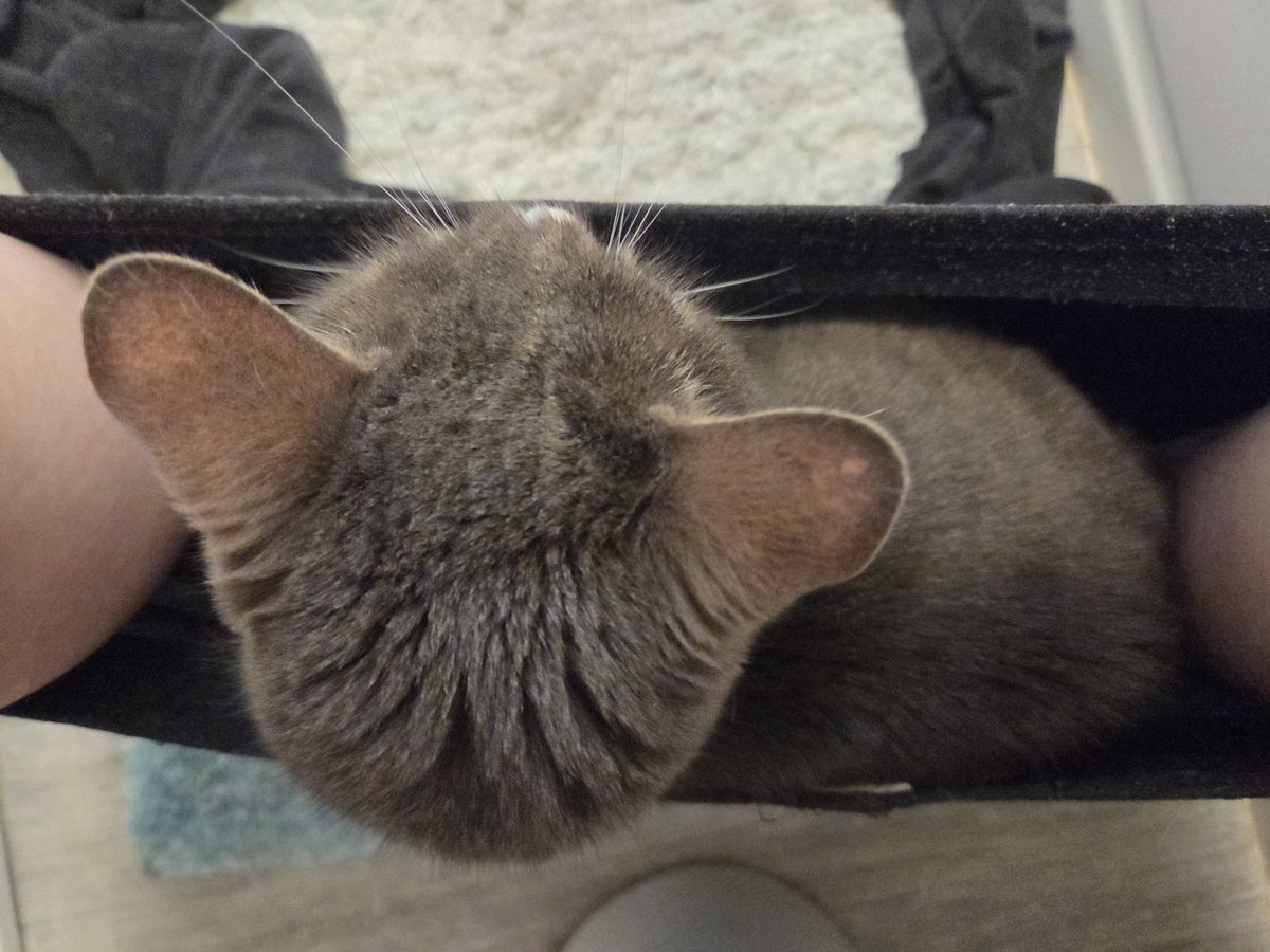 Alright... I think my cat has officially taken "if I fits, I sits" too far 🤣