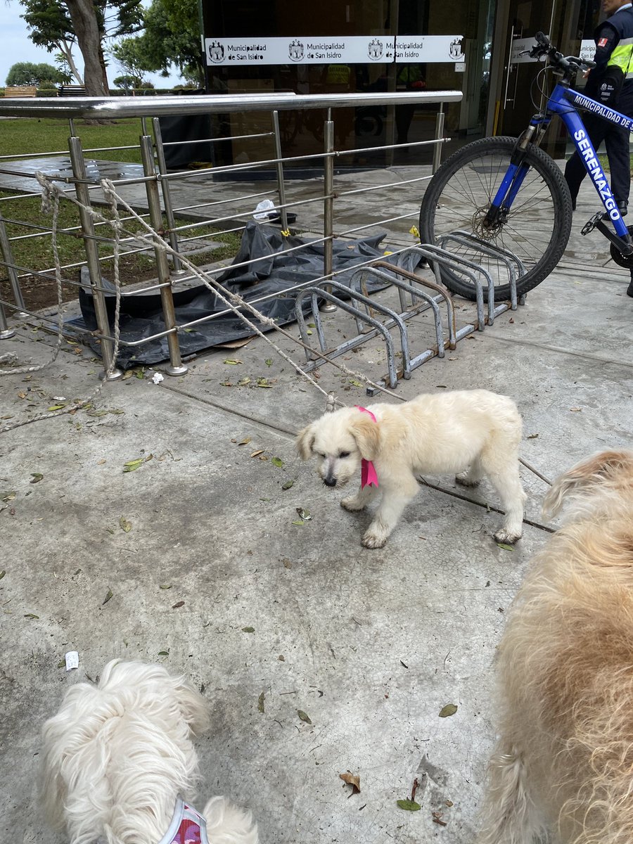 lapetiisaa's tweet image. Dos personas han abandonado a estos dos cachorritos en el parque de la pera en San Isidro, son muy dóciles y educados, por favor se necesita un temporal o una familia que los adopte :( están asustados