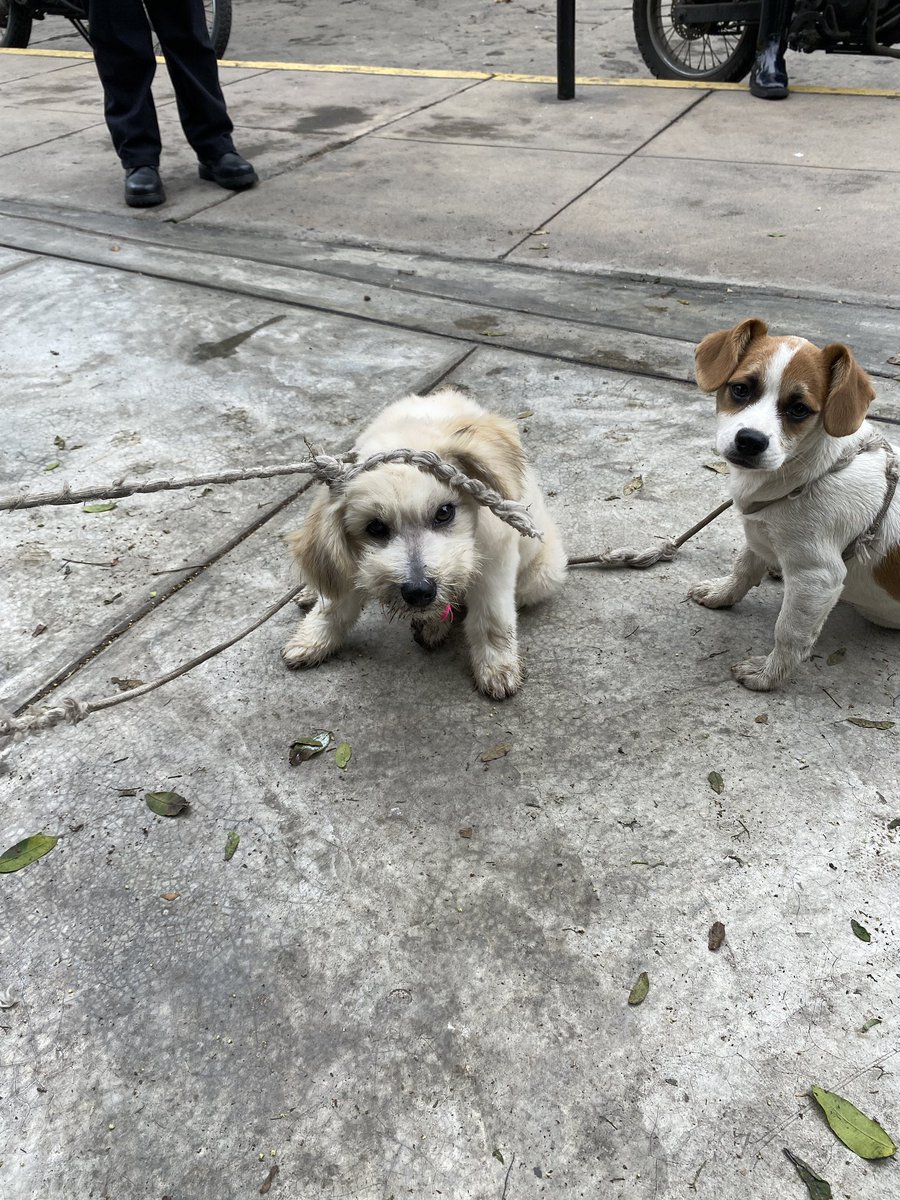 Dos personas han abandonado a estos dos cachorritos en el parque de la pera en San Isidro, son muy dóciles y educados, por favor se necesita un temporal o una familia que los adopte :( están asustados