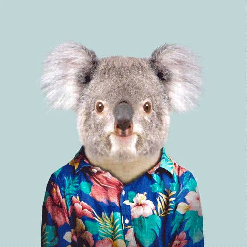 SaintLee04's tweet photo. Just your average koalaโฆ
except I run on-chain payments, stablecoin rails, $500K @Bantr_fun rewards, surfing alpha with @surfai,
and now a fresh $50K @Cointel_io pool too. ๐จ๐ฉ
@morphnetwork isnโt just infra, itโs a lifestyle.
#MorphMe https://t.co/gPu7Orkwjq