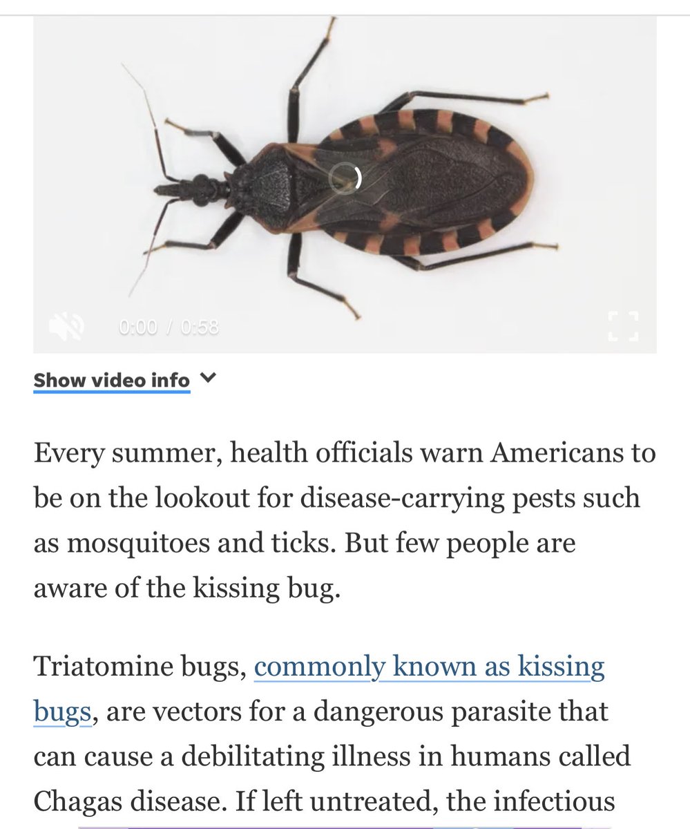 LordCache_'s tweet image. 👀👀#ChagasDisease #KissingBug ⚠️⚠️⚠️⚠️ #NewsReports #MedicalNews