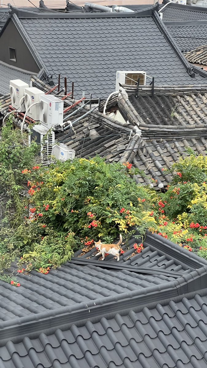 익선동 카페에서 뜨개하다가 동화같은 고양이를 만남.. 🥹 한참 꽃구경하다가 갔어 날 풀리니 좋은갑다