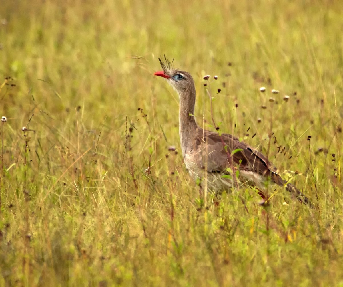 eBird Argentina tweet media