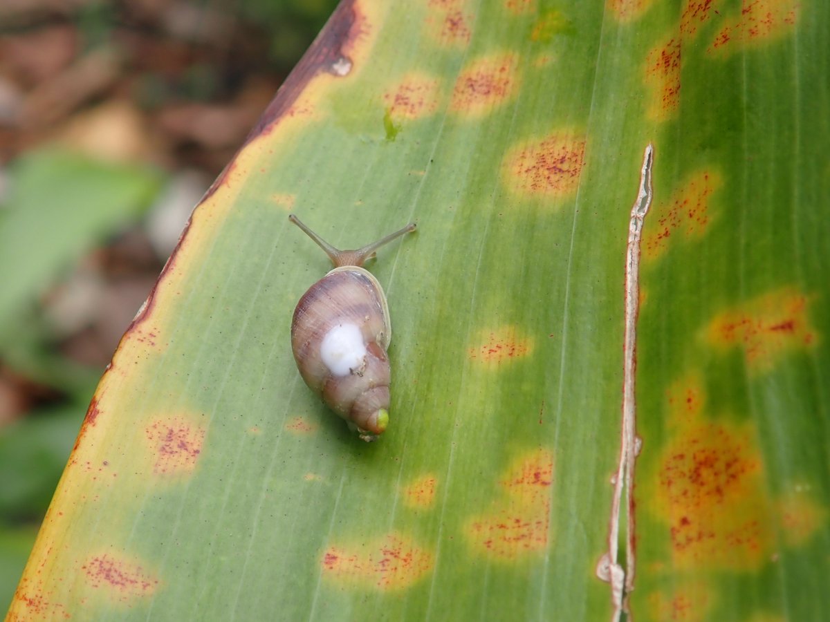 Yesterday was a busy day for Partula conservation. As well as a full day of releases of snails back into the forest on Moorea we had the opening and stocking of the new reserve at Fare Natura. Fantastic to see that go from my wild idea exactly two years ago to this