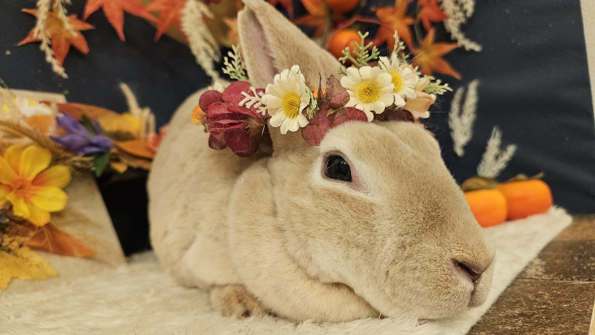 itiho_'s tweet image. かわいいはるちゃんです