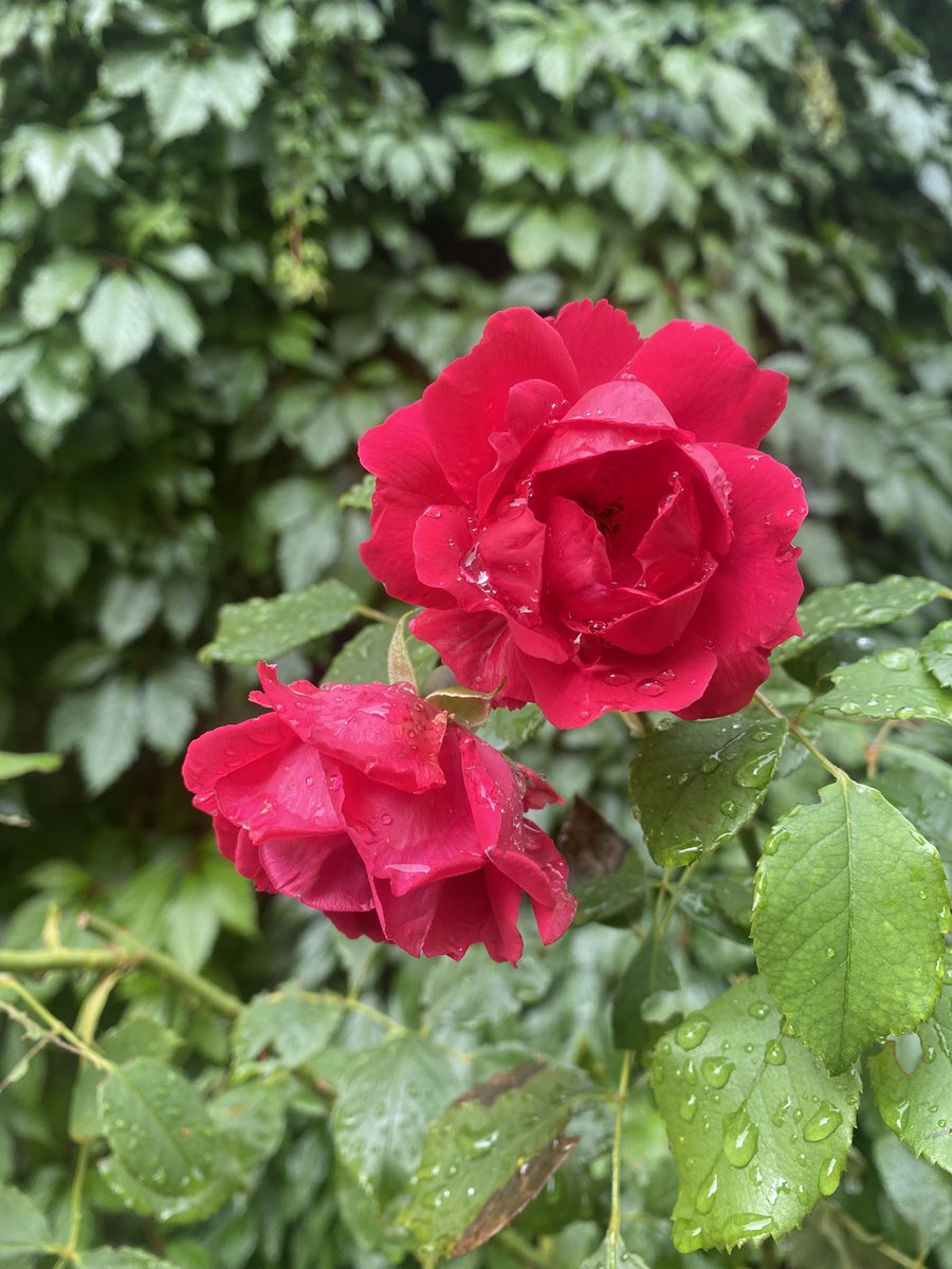 Sonia Zuccaro tweet media