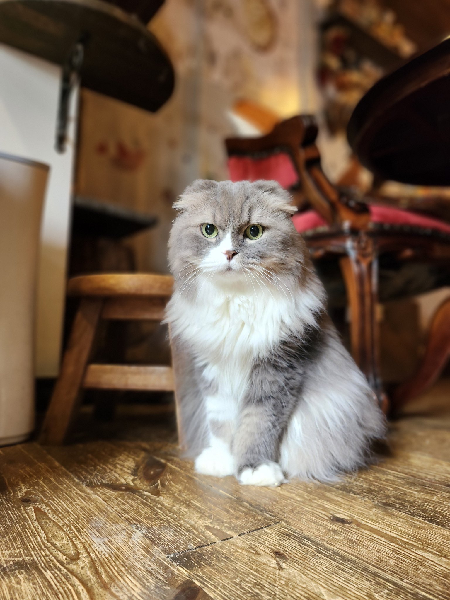 【半額SALE】149,060→ 74,530猫油絵『猫珈琲店』 落選作品】猫 油絵『猫珈琲店』