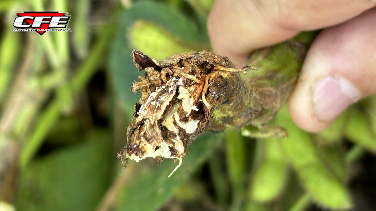 The aftermath of gall midge larva damage is here. Don’t miss what to watch for in your fields: ow.ly/1GaN50WVqPN #CFEFieldFriday