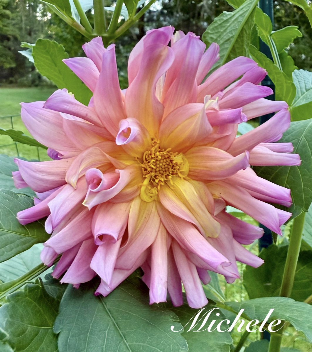 That Friday feeling…A Bahama Mama Dahlia Party Dress!! Have a great day! 💃🩷🌸🤗 #PinkFriday #flowers #garden #FlowersOnFriday #gardening #FlowersOnX #mygarden #GardeningTwitter #GardeningX #flowerlove #FridayVibes #Dahlia #flowerphotography