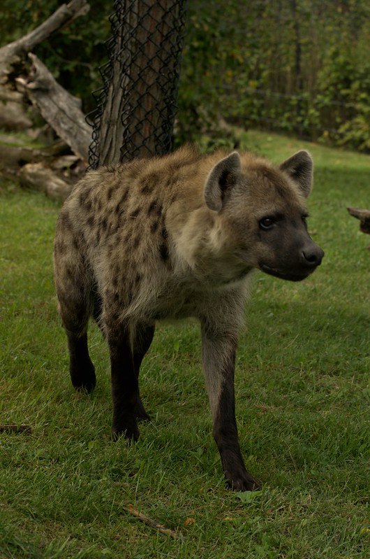 [🔗](api.tinyfox.dev/hourly/Yeens/1…)