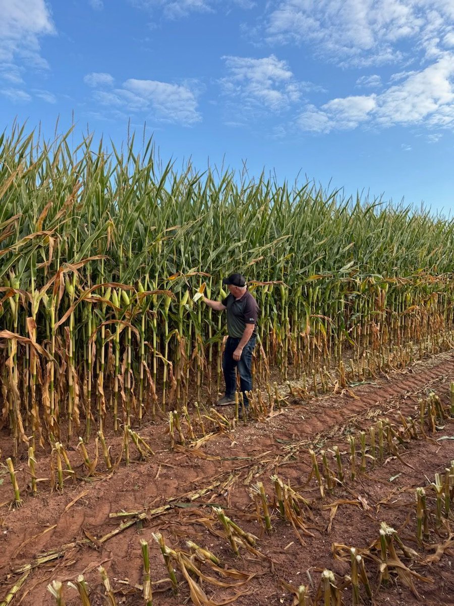 DLF Atlantic Canada Area Supervisor Randy Dyment taking a good look at the impressive DLF 2496VT2P RIB corn hybrid in PEI as corn silage harvest has officially begun! 
#SeedsandScience #DLF #Corn

Learn more: buff.ly/8qVPKK6