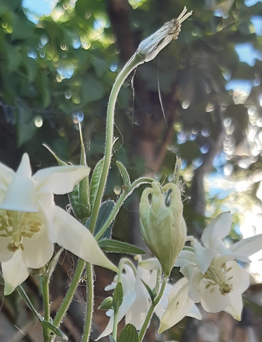 Zenbur04's tweet image. Fijne avond 💫
#Bokeh 
Heel leuk thema @LisetteOpTexel 😉😃👍
#septemberweer