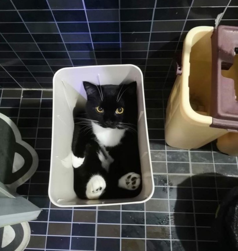 Punch Cat (@punchingcat) on Twitter photo 