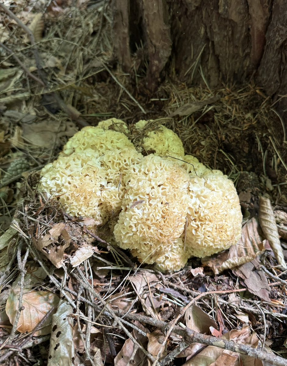 Schaut euch mal diese Krause Glucke (Sparassis crispa) an - ist sie nicht wunderschön? Gerade hat dieser köstliche Speisepilz in unseren Wäldern eine absolute Hochphase - die Chancen stehen also gut, dass ihr überall da, wo Kiefern wachsen, momentan auch solche Prachtexemplare