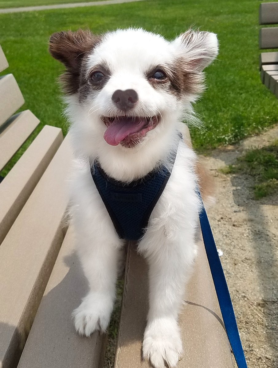 I feel like SupaMan!🦸
My medicines keep me strong enuff for da Park🌲 &amp; Mama keeps my Oxygen in da car if I need it.
My pills &amp; Oxygen cost Mama ova 700 bones every month. We grateful for Paypal🎁 &amp; Turkey Sammiches to help!🙏 Wuv yoo!❤️🐶
RETWEET💕
#dogsoftwitter #ZSHQ #DogsofX