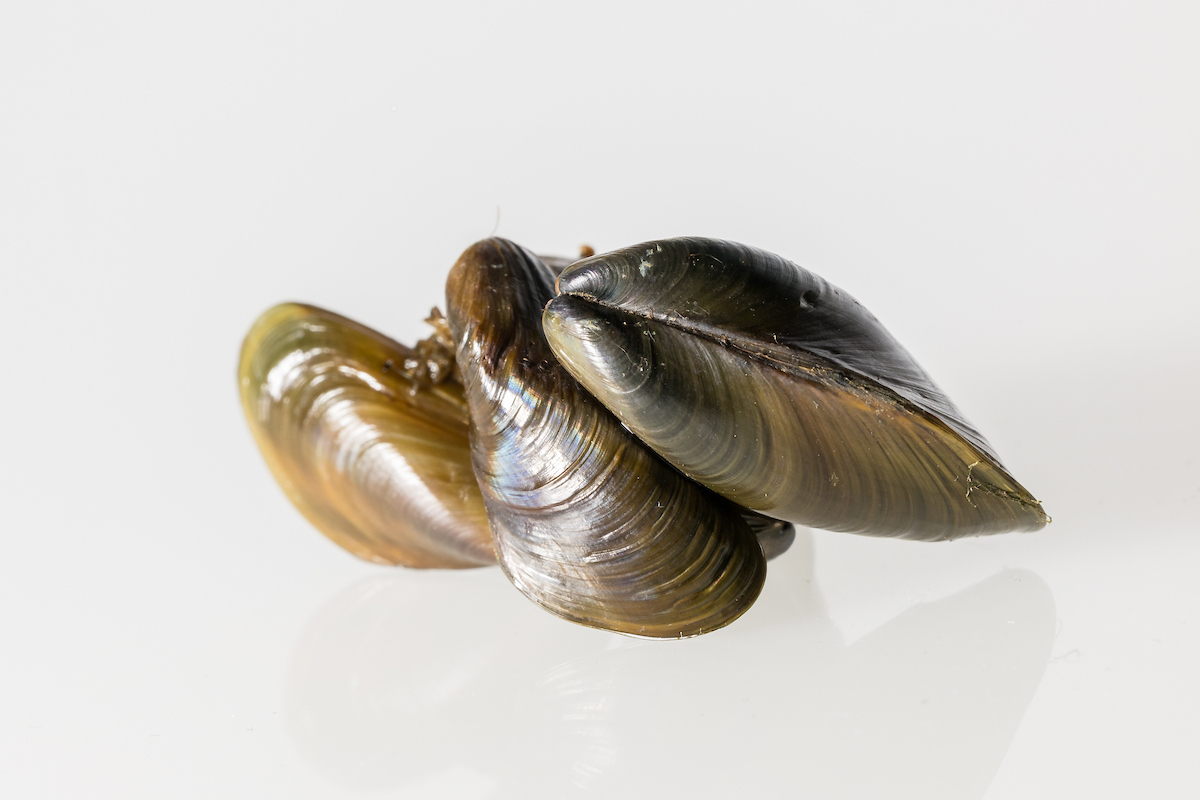 At Pyramid Lake in Los Angeles County and Silverwood Lake in San Bernardino County, invasive golden mussels have been detected. DWR in coordination with <a href="/CAStateParks/">CA State Parks</a> and <a href="/CaliforniaDFW/">California Department of Fish and Wildlife</a> has expanded its activities to protect the State Water Project’s water delivery system that