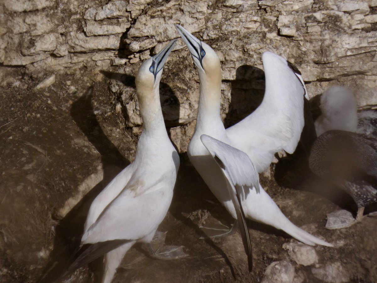 Looking forward to #Migfest tomorrow. In advance enjoyed a lovely day’s birding today, with Dipper &amp; Red Grouse (N York Moors) and Gannets (Bempton) then Black Terns, Little Gull, Curlew Sandpipers and Little Stints (Hornsea).