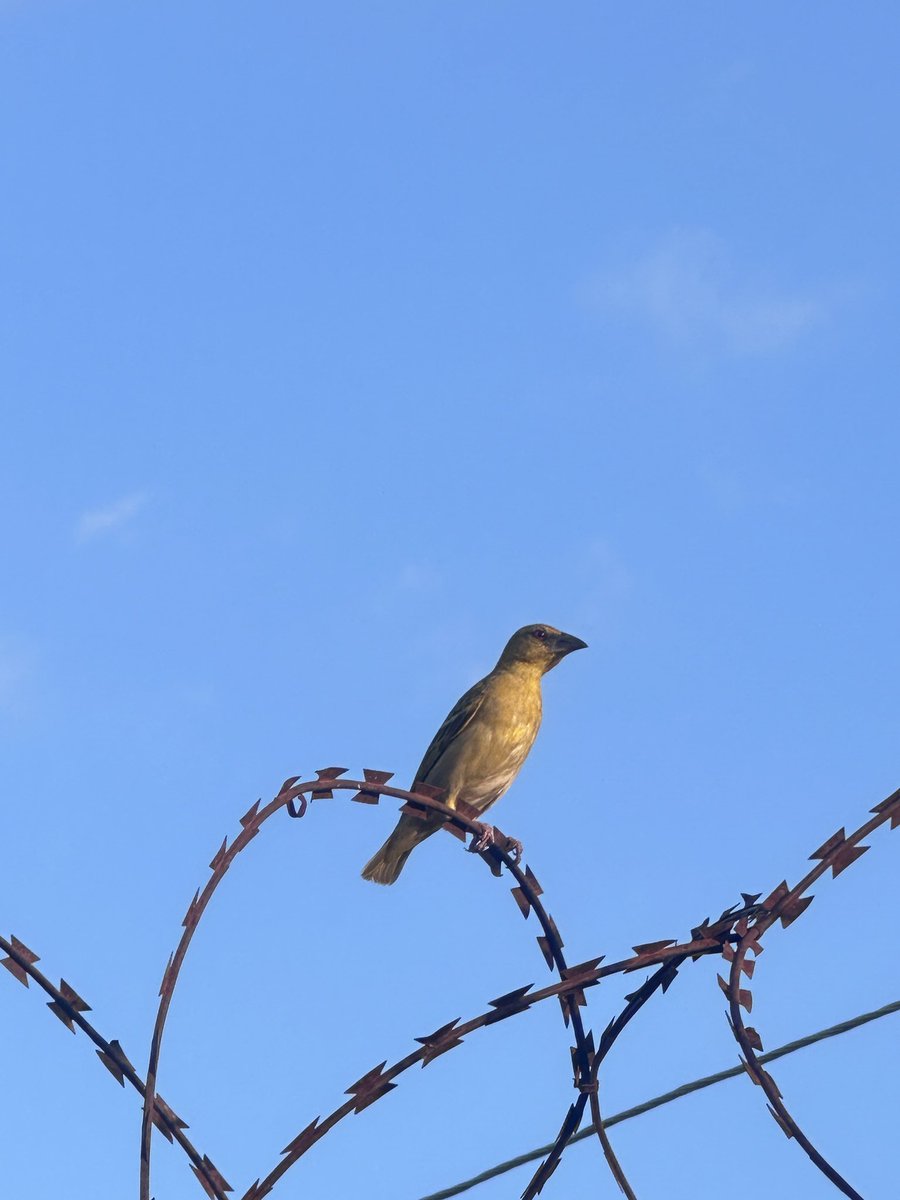 A bird's pause in a busy world.