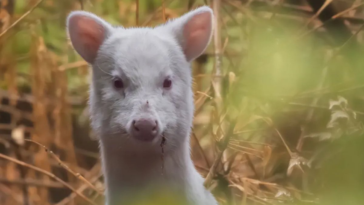 An albino pudú, the world's smallest deer, surprised visitors to Tepuhueico Park in Chile! 🇨🇱

Named Blanquita, this rare and enchanting sighting celebrates the incredible diversity of Chile’s unique wildlife and the forests that sustain it. 🦌🌿

bbc.co.uk/newsround/arti…