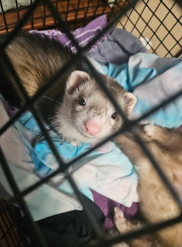 CrimFerret's tweet photo. รmile Dookheim is serving a jail sentence for engaging in excessively cute behavior. ๐พ๐๐พ
#FreeDookheim #Ferrets #AcademicPets #Criminology #HigherEd https://t.co/TJ8GUzaauT