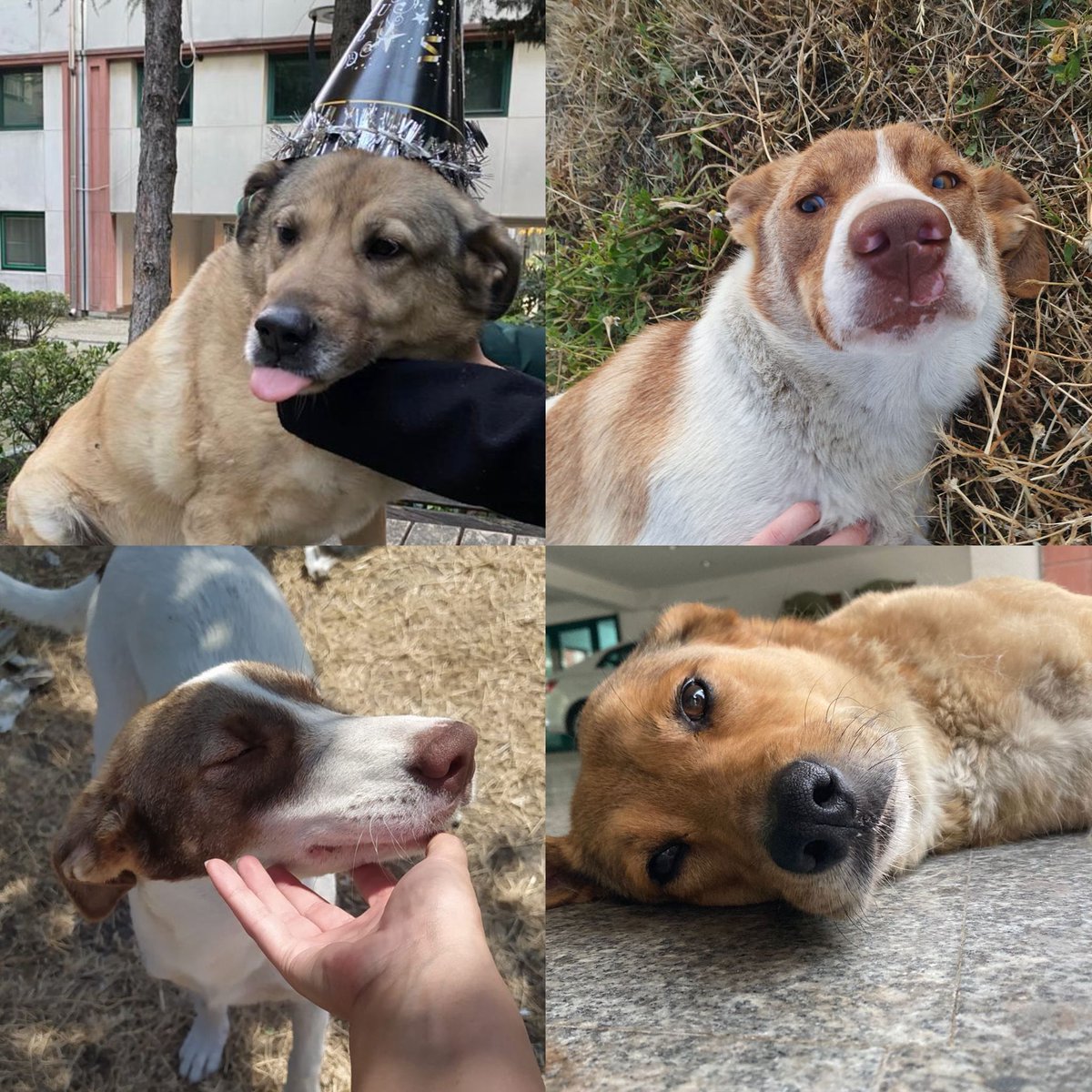 YTÜ Hayvan Hakları Kulübü tweet media